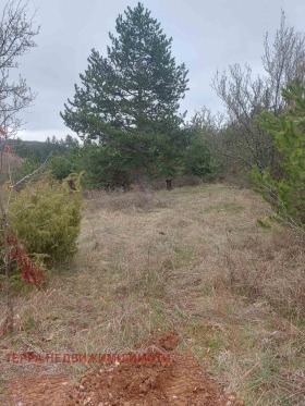 ����� ������� ������,���� �����, �. ��������