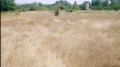 Продава ПРОМ. ПОМЕЩЕНИЕ, с. Виноградец, област Пазарджик, снимка 3