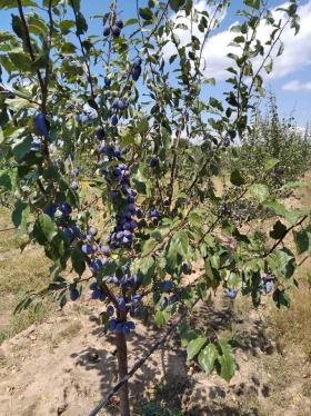 ������� ���������� ���� | Imot.bg � ����� ������ 2