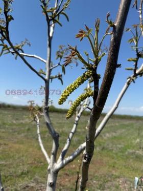 ����� ������� ���������� ����,��. ��������, ������ �������