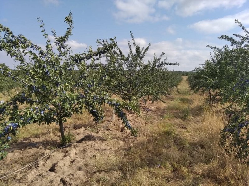 Продава ЗЕМЕДЕЛСКА ЗЕМЯ, с. Вълчаново, област Бургас, снимка 4 - Земеделска земя - 53276683
