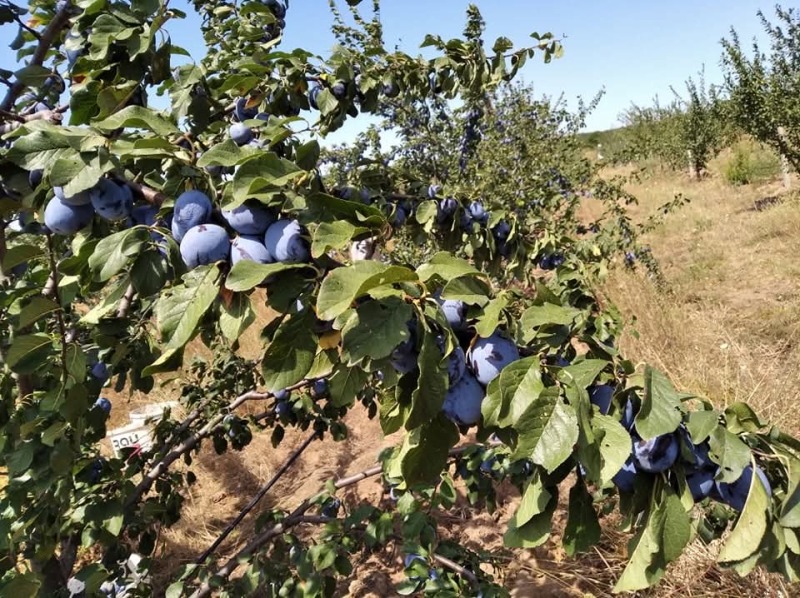 Продава ЗЕМЕДЕЛСКА ЗЕМЯ, с. Вълчаново, област Бургас