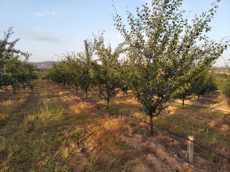 Продава ЗЕМЕДЕЛСКА ЗЕМЯ, с. Вълчаново, област Бургас, снимка 5 - Земеделска земя - 53276683