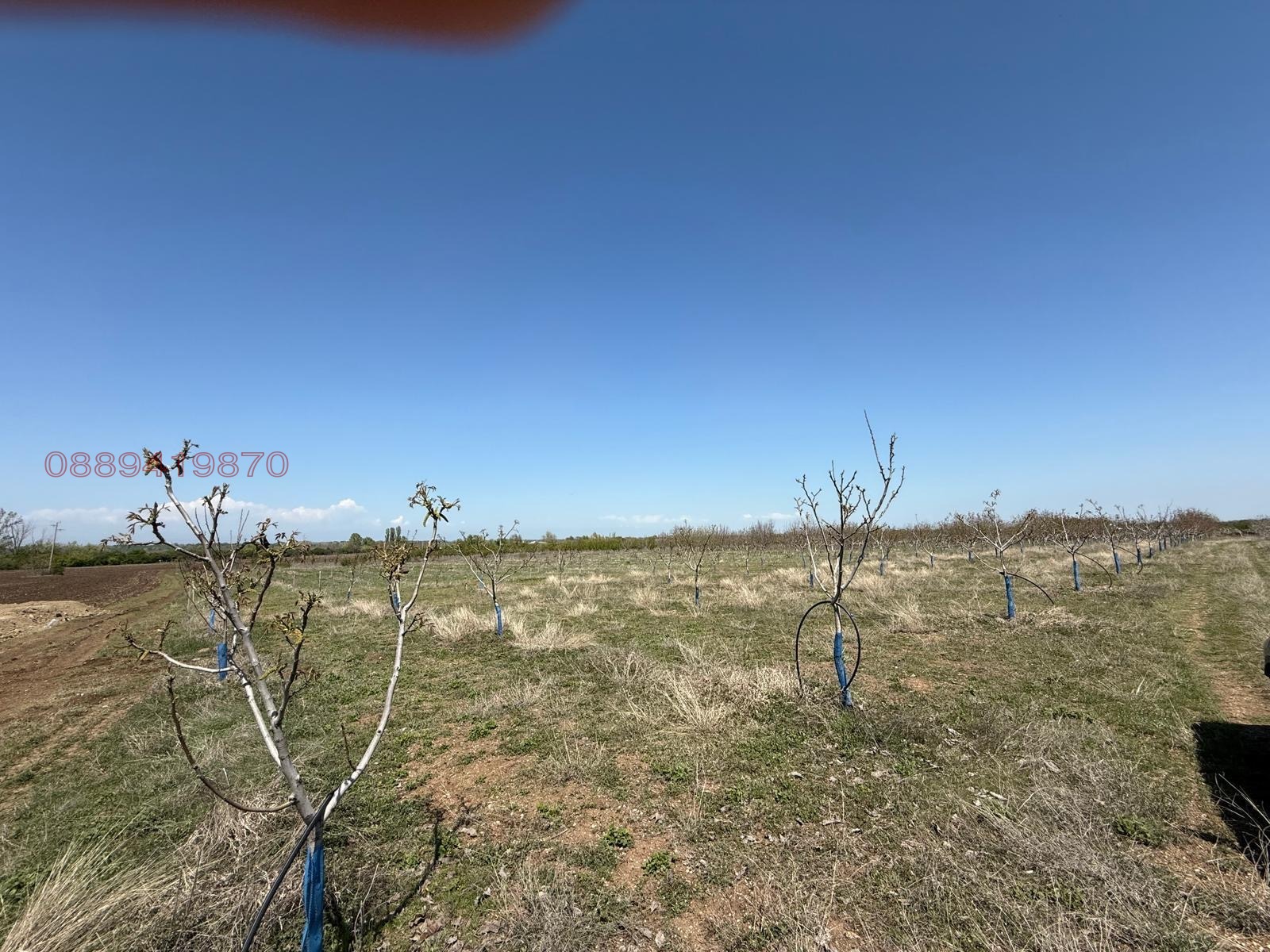 Продава ЗЕМЕДЕЛСКА ЗЕМЯ, гр. Перущица, област Пловдив, снимка 6 - Земеделска земя - 53934606