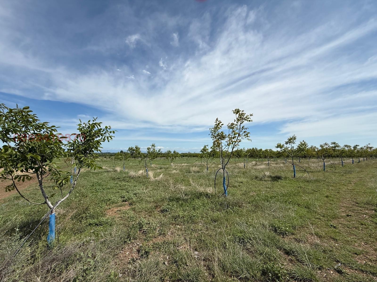Продава ЗЕМЕДЕЛСКА ЗЕМЯ, гр. Перущица, област Пловдив, снимка 7 - Земеделска земя - 53934606