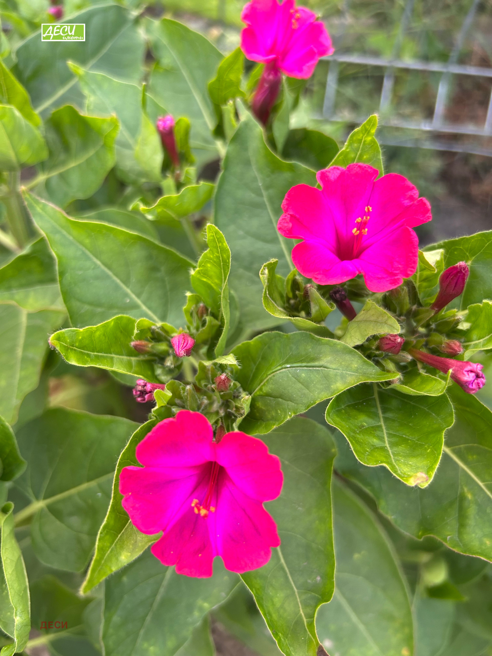 ������� ���������� ���� | Imot.bg � ����������� 1