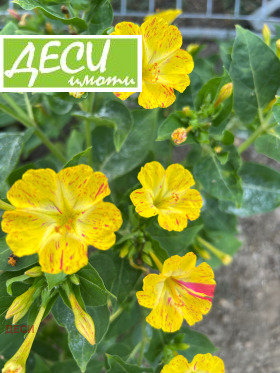 ������� ���������� ���� | Imot.bg � ����� ������ 2