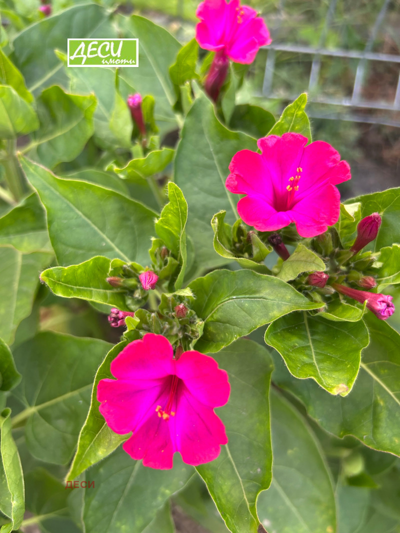 Продава ЗЕМЕДЕЛСКА ЗЕМЯ, с. Батин, област Русе