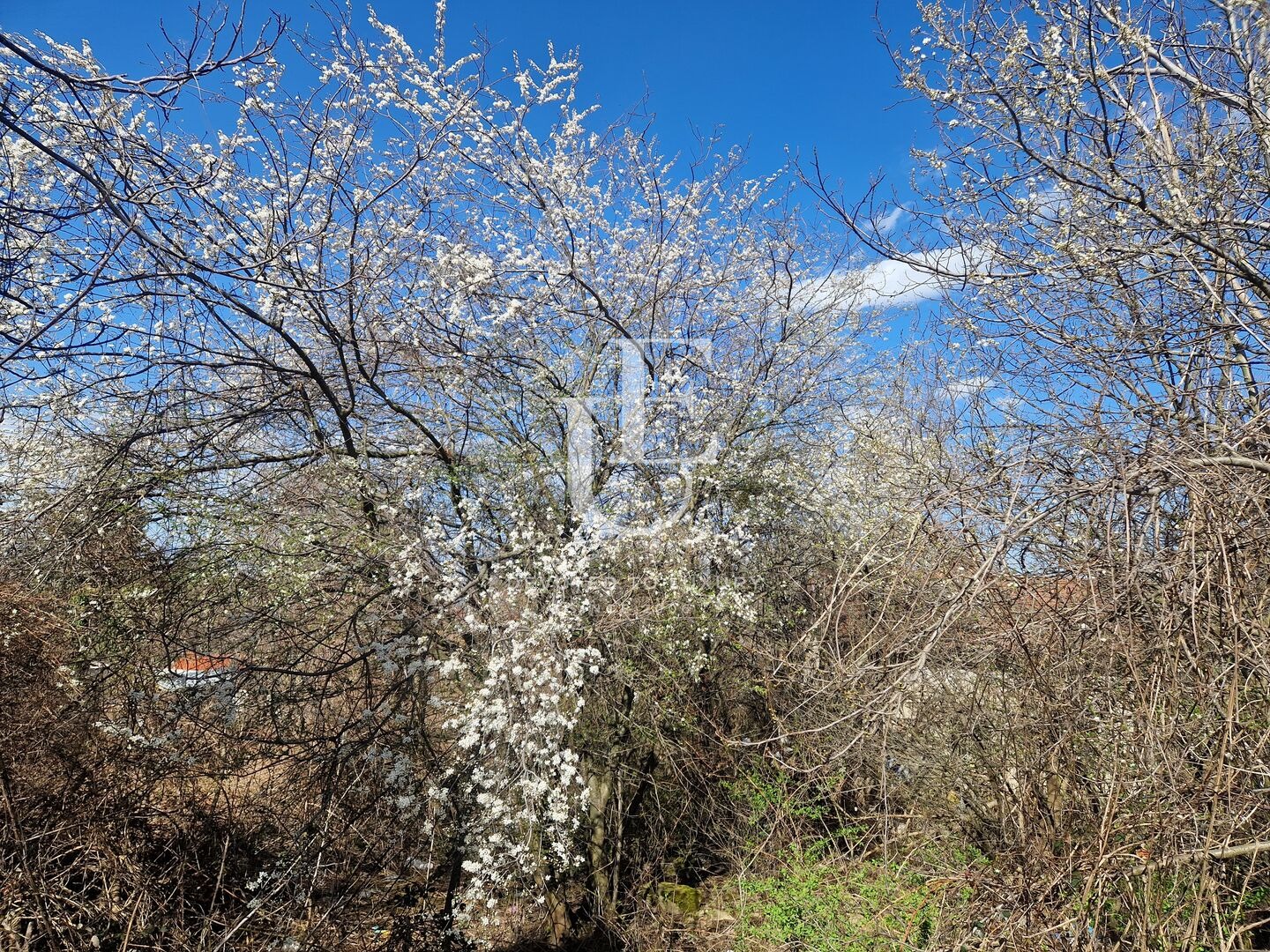 Продава ПАРЦЕЛ, гр. София, Драгалевци, снимка 2 - Парцели - 56105192