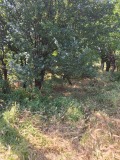 Продава КЪЩА, област Пловдив, с. Белозем • 48000 лв. / 24542.01 € • 60389605 3