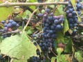 Продава КЪЩА, с. Ярлово, област София област, снимка 12