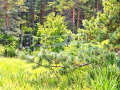 Продава ПАРЦЕЛ, гр. София, с. Железница, снимка 15