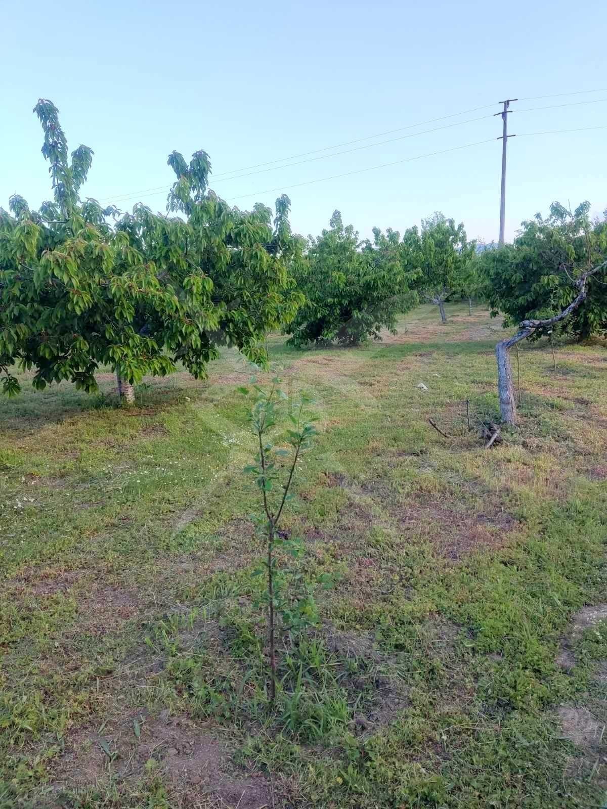 Продава ПАРЦЕЛ, с. Цалапица, област Пловдив, снимка 2 - Парцели - 53919633