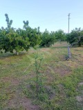 Продава ПАРЦЕЛ, с. Цалапица, област Пловдив, снимка 2
