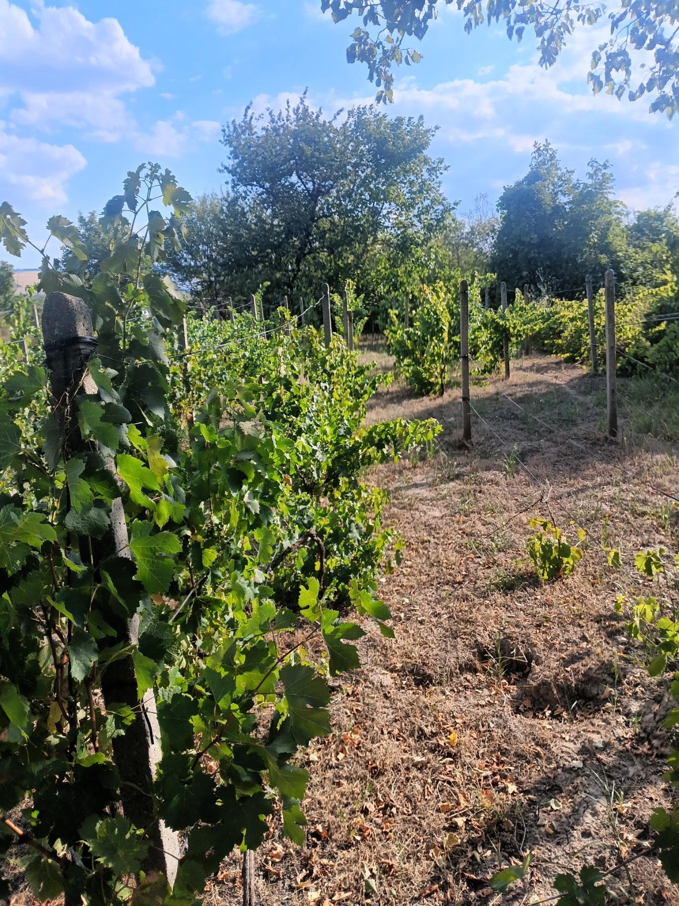 ������� ������ | Imot.bg � ����������� 2