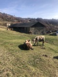 Продава БИЗНЕС ИМОТ, с. Стърница, област Смолян, снимка 4