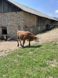 Продава БИЗНЕС ИМОТ, с. Стърница, област Смолян, снимка 6