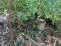 Продава КЪЩА, с. Гранит, област Стара Загора, снимка 2
