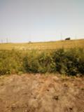 Продава ЗЕМЕДЕЛСКА ЗЕМЯ, с. Близнаци, област Варна, снимка 8