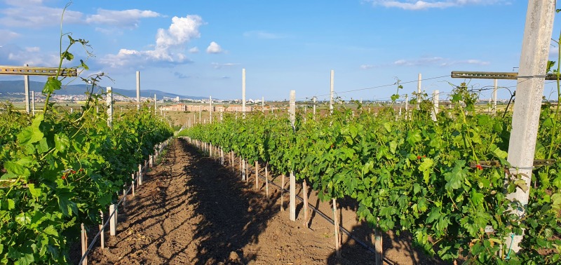 Продава КЪЩА, к.к. Слънчев бряг, област Бургас, снимка 6 - Къщи - 53149233