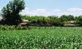 Продава ПАРЦЕЛ, с. Обнова, област Плевен, снимка 2