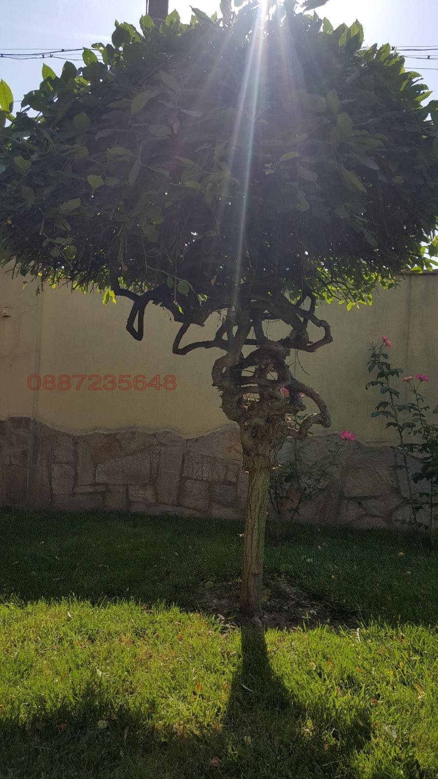 Продава КЪЩА, с. Езерец, област Добрич, снимка 9 - Къщи - 55641617