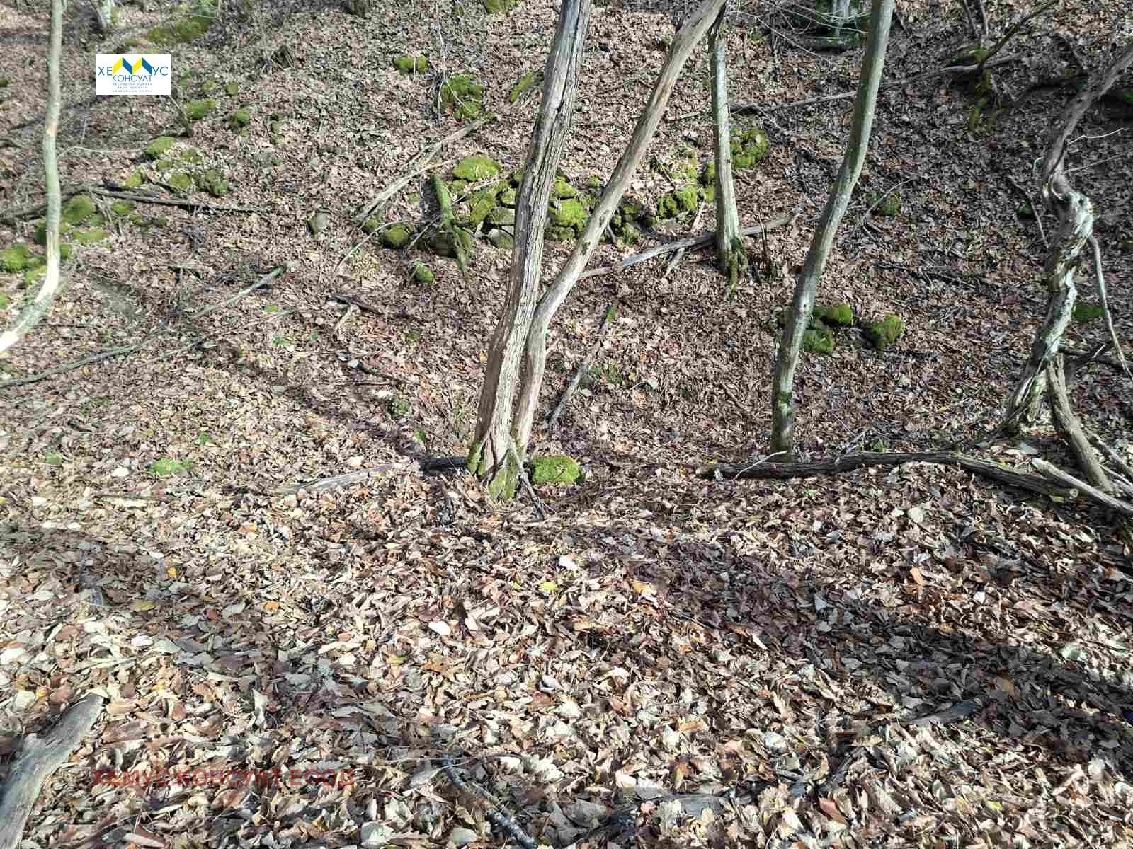 Продава ЗЕМЕДЕЛСКА ЗЕМЯ, с. Велчево, област Ловеч, снимка 4 - Земеделска земя - 53724306