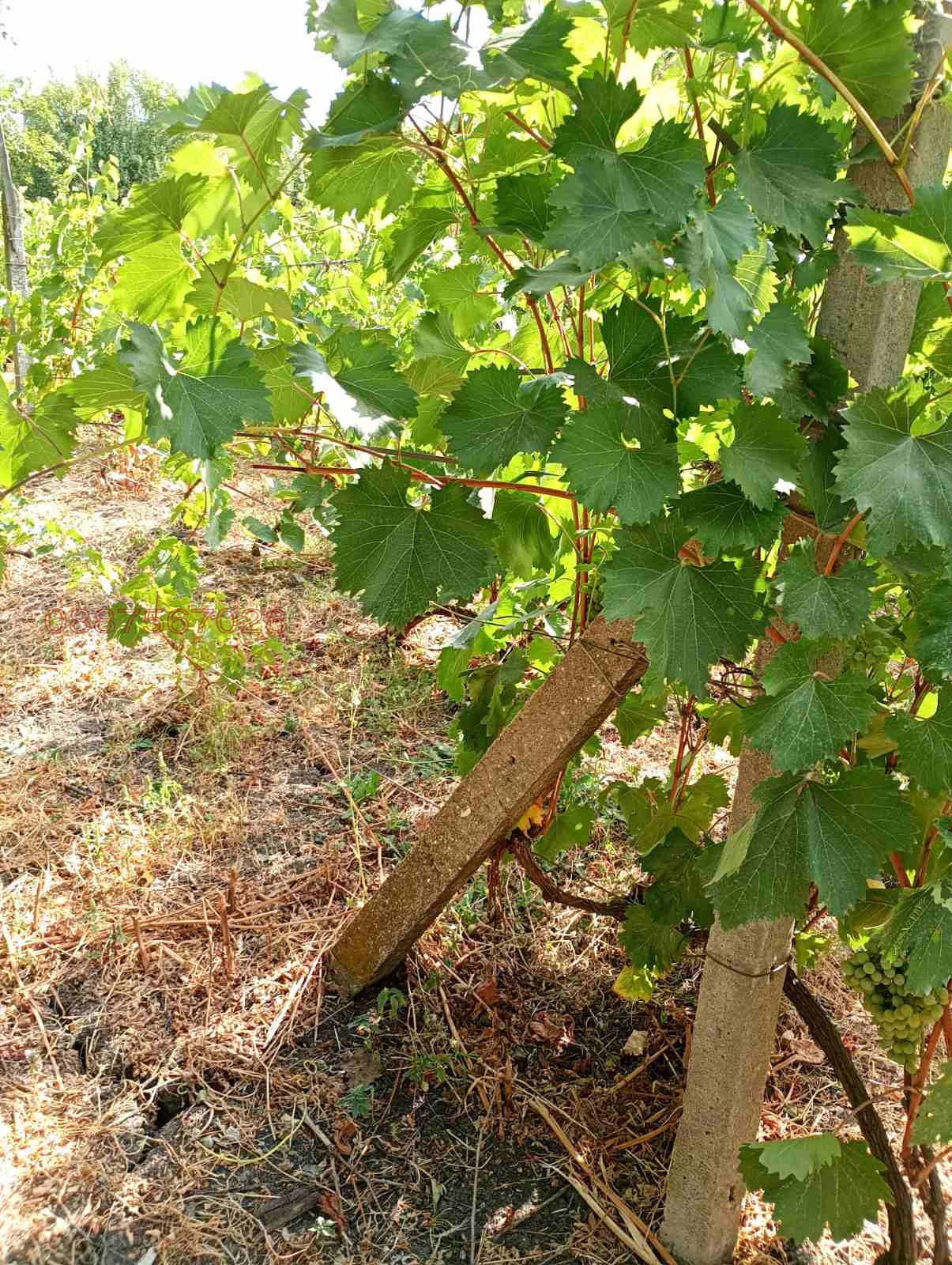Продава ПАРЦЕЛ, с. Полски извор, област Бургас, снимка 2 - Парцели - 54240015