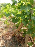 Продава ПАРЦЕЛ, с. Полски извор, област Бургас, снимка 2