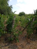 Продава ПАРЦЕЛ, с. Полски извор, област Бургас, снимка 5
