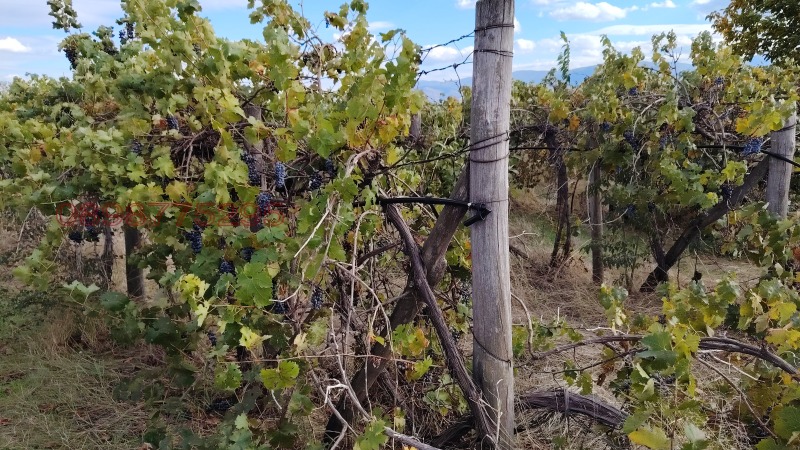 Продава ЗЕМЕДЕЛСКА ЗЕМЯ, с. Оризари, област Пловдив, снимка 7 - Земеделска земя - 52647351