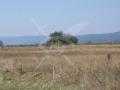 Продава ПАРЦЕЛ, с. Кошарица, област Бургас, снимка 2