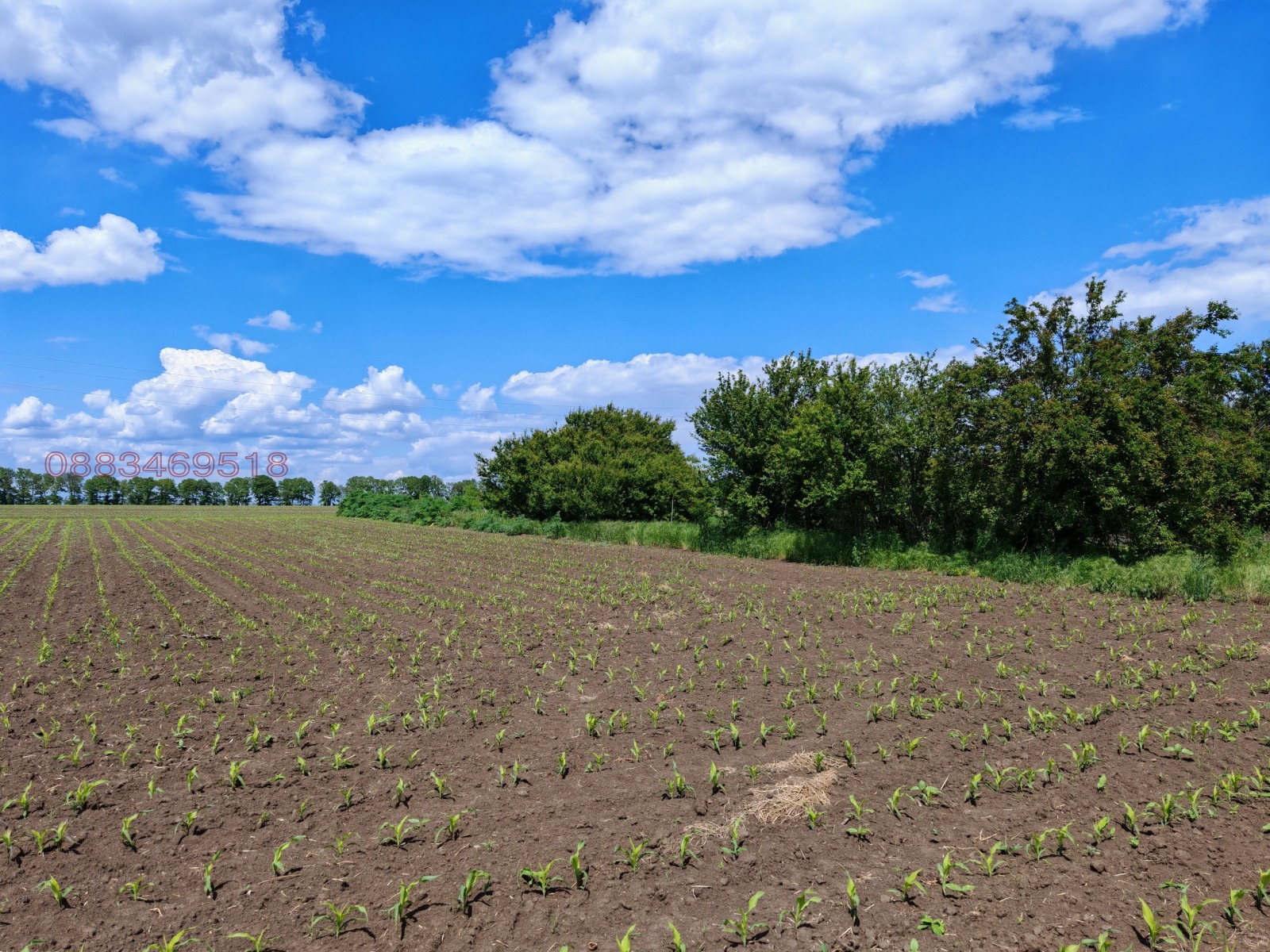 Продава ПАРЦЕЛ, с. Пчеларово, област Добрич, снимка 5 - Парцели - 55942260