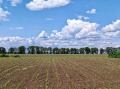 Продава ПАРЦЕЛ, с. Пчеларово, област Добрич, снимка 4