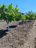 Продава ВИЛА, с. Чарда, област Ямбол, снимка 3