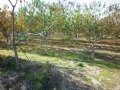 Продава ПАРЦЕЛ, град Пловдив, Коматево • 95000 € • 15317823 — Holmes.bg