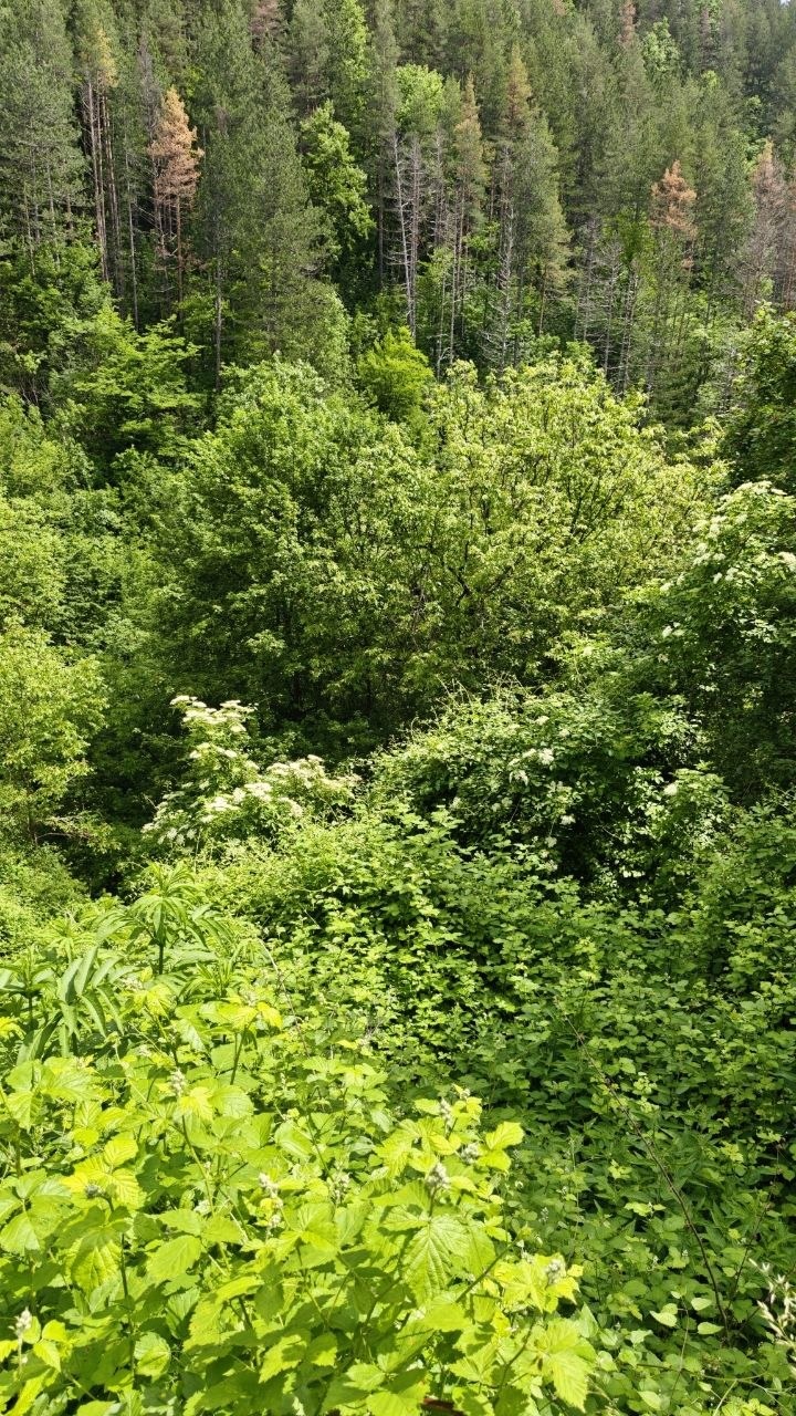 Продава ПАРЦЕЛ, с. Чифлик, област Ловеч, снимка 6 - Парцели - 56504813
