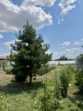 Продава  Къща област Пловдив , с. Малък чардак , 109 кв.м | 49889593 - изображение [15]