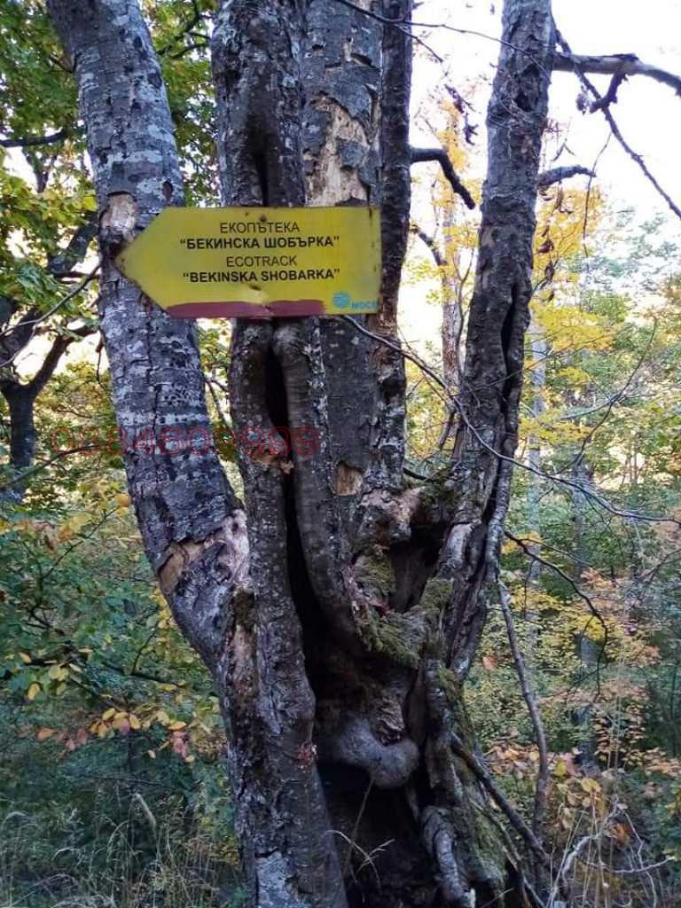 Продава ПАРЦЕЛ, с. Чупрене, област Видин, снимка 3 - Парцели - 52786565