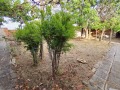 Продава КЪЩА, област Стара Загора, с. Гранит • 55000 лв. / 28121.05 € • 91027722 12