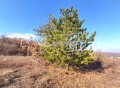 Продава ПАРЦЕЛ, с. Извор, област Пловдив, снимка 11