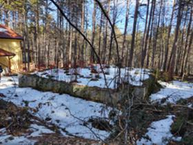 ����� ������� ������,���� �������, ������ �������