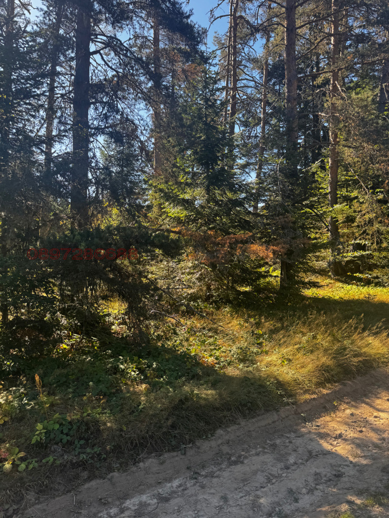 Продава ПАРЦЕЛ, м-т Цигов чарк, област Пазарджик, снимка 6 - Парцели - 52771074