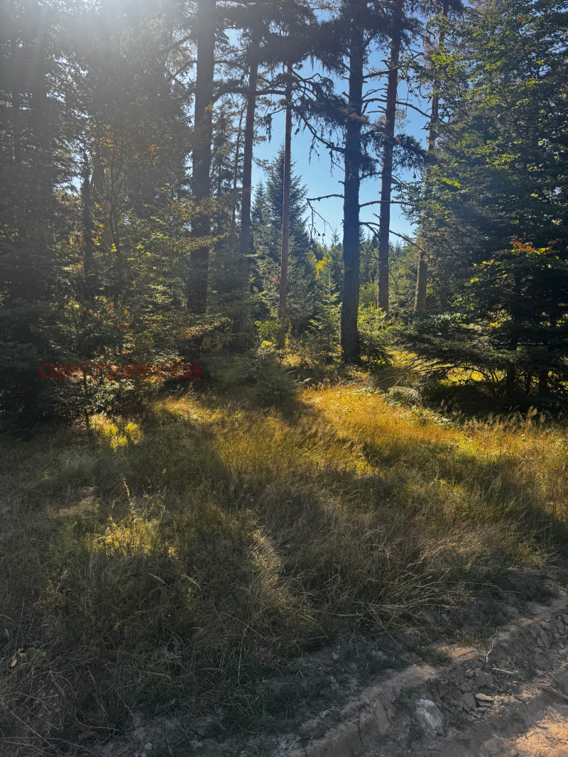 Продава ПАРЦЕЛ, м-т Цигов чарк, област Пазарджик, снимка 7 - Парцели - 52771074