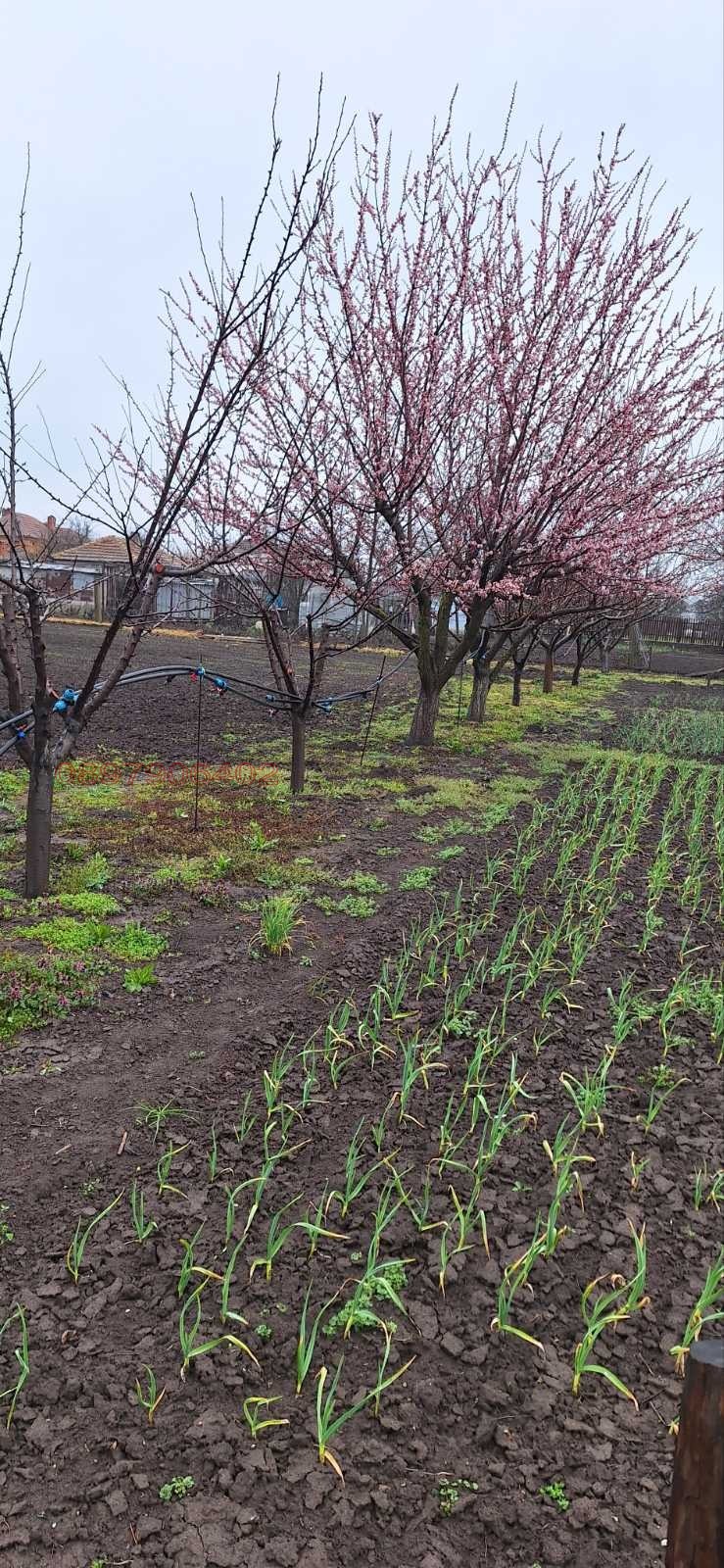 Продава ПАРЦЕЛ, с. Златия, област Добрич, снимка 7 - Парцели - 54027267