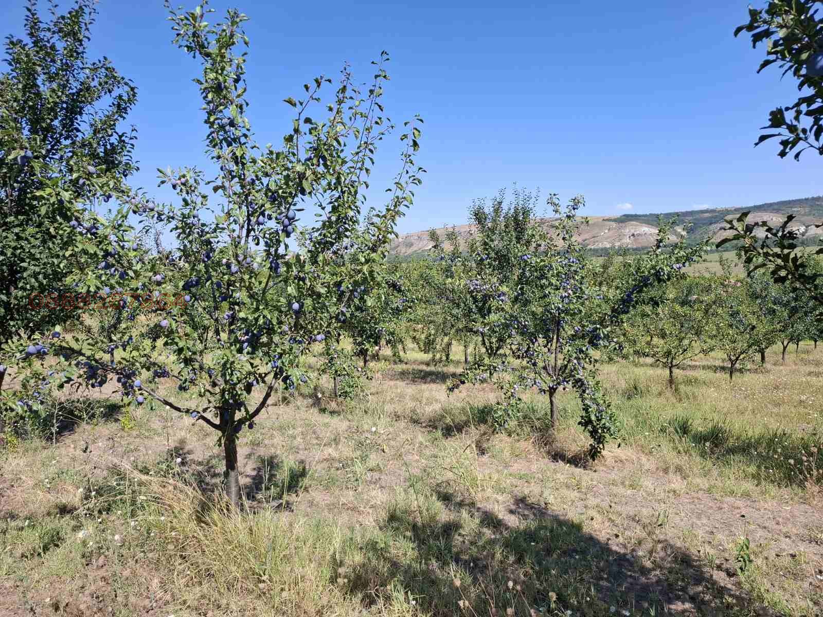 Продава ЗЕМЕДЕЛСКА ЗЕМЯ, с. Дебово, област Плевен, снимка 2 - Земеделска земя - 56022833