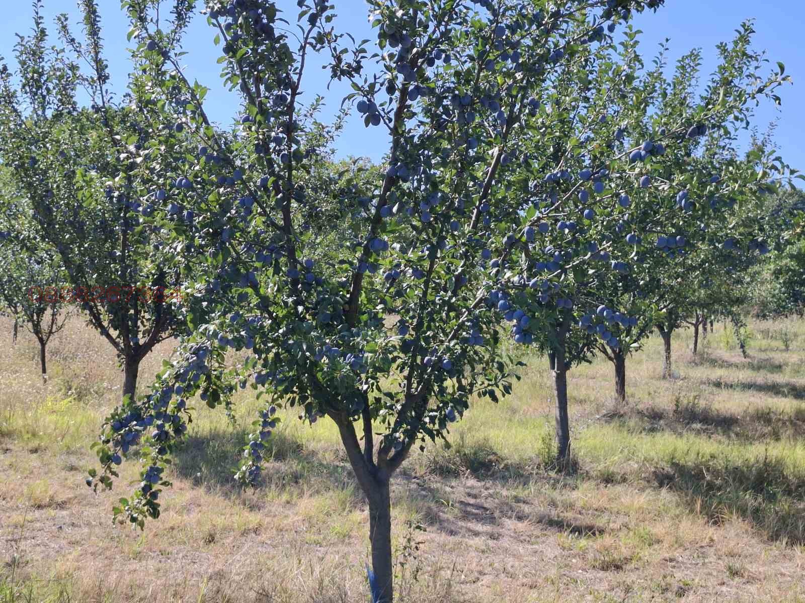 Продава ЗЕМЕДЕЛСКА ЗЕМЯ, с. Дебово, област Плевен, снимка 3 - Земеделска земя - 56022833