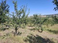 Продава  Земеделска земя област Плевен , с. Дебово , 3.48 дка | 79157222 - изображение [2]