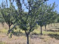 Продава  Земеделска земя област Плевен , с. Дебово , 3.48 дка | 79157222 - изображение [3]