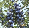 Продава  Парцел област Хасково , гр. Симеоновград , 9500 кв.м | 81488764